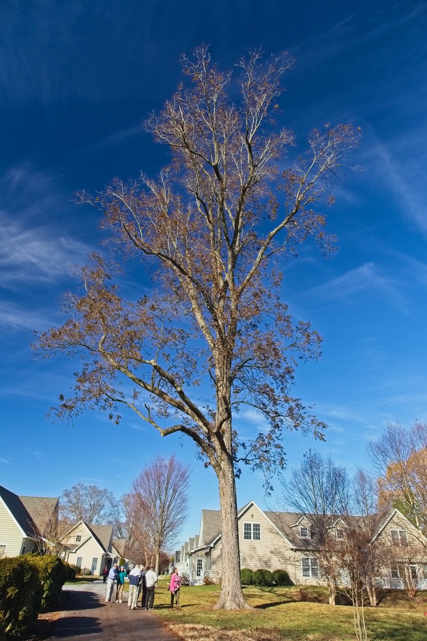 Five Champion Trees Recognized at Londonderry on the Tred Avon by the