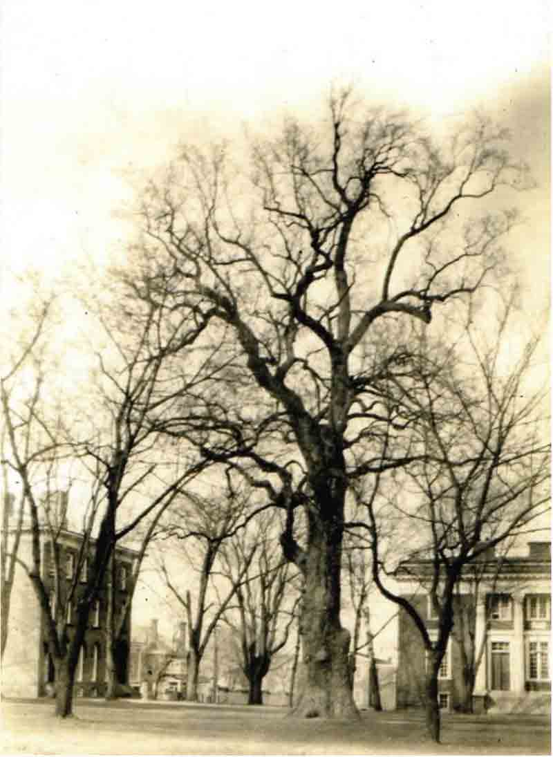 Maryland Liberty Tree at Londonderry