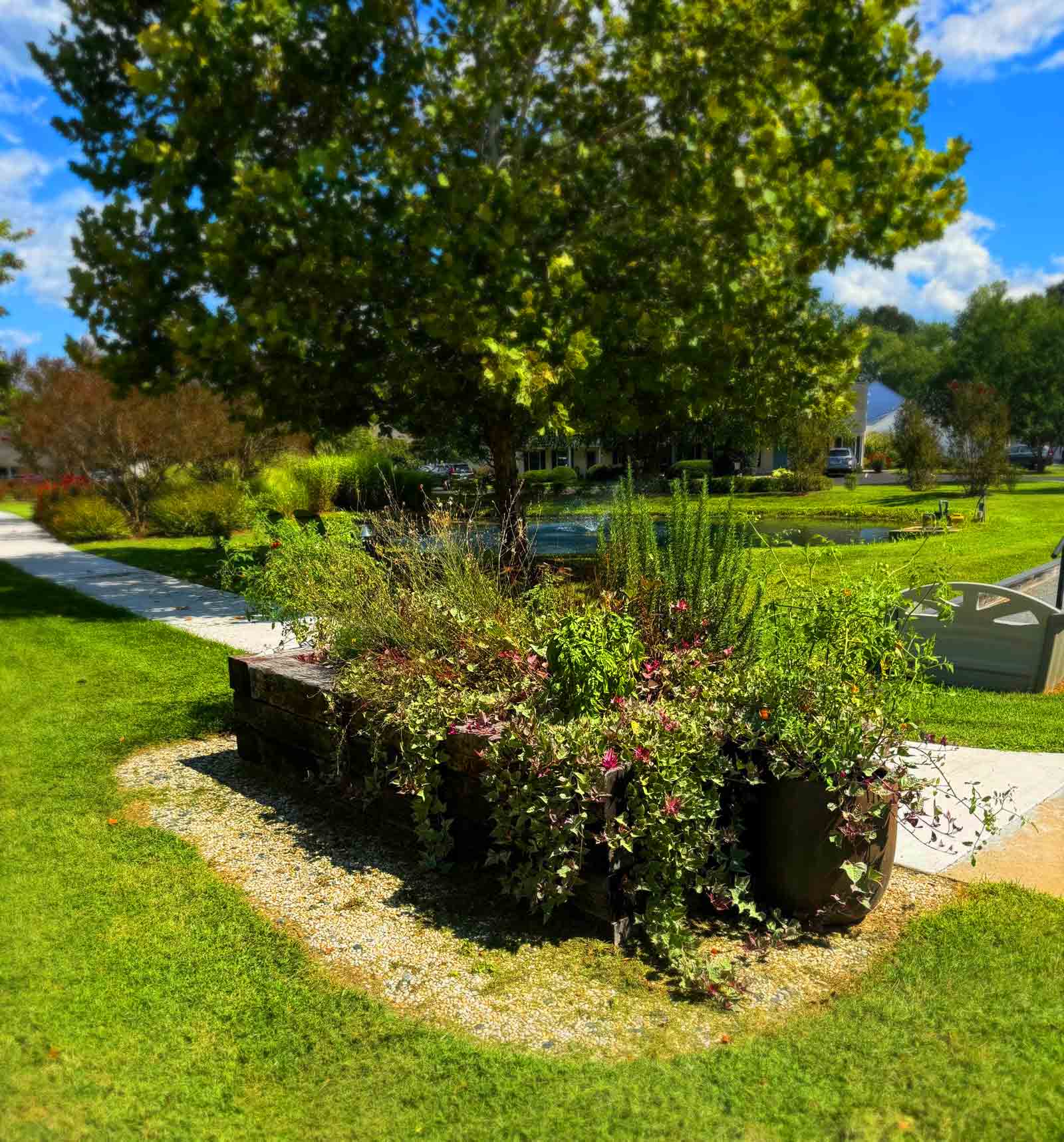 Londonderry garden update August 29, 2025