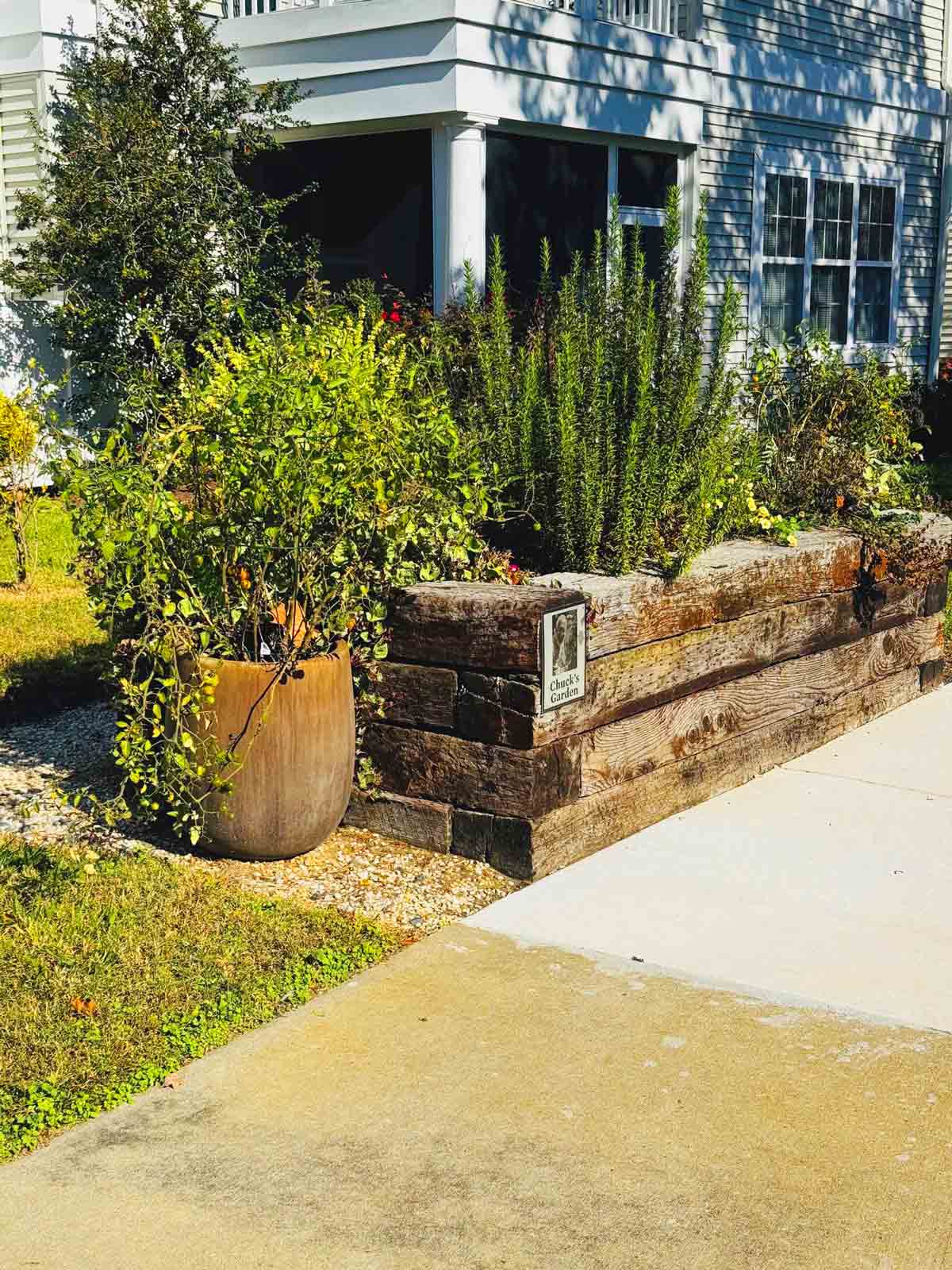 Londonerry garden update November 2025